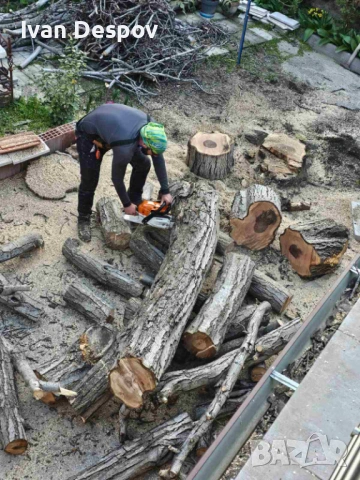 Премахване на опасни клони и дървета | Резитба | Грижа за дърветата, снимка 5 - Други услуги - 54055884