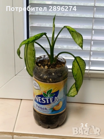  Дифенбахия, Сентполия, Алое вера, снимка 9 - Стайни растения - 46264327