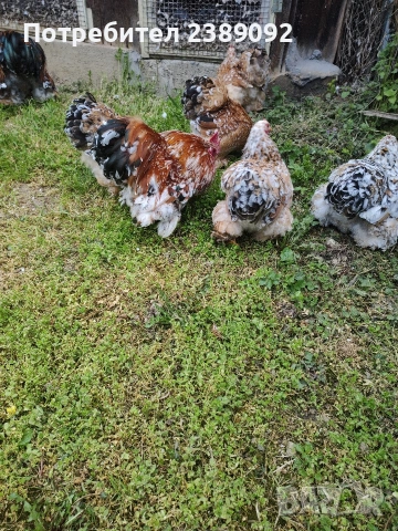 Мини кохин порцелан , снимка 2 - други­ - 54170142