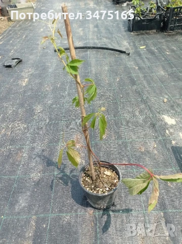 Дива лоза (Parthenocissus), снимка 1