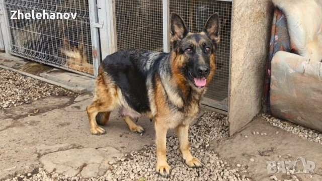 Немска Овчарка от Развъдник "Von Zhelehanov", снимка 3 - Немска овчарка - 52180692