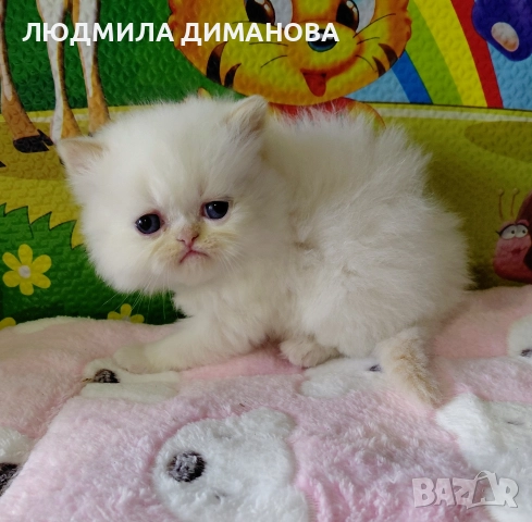 Персийски и екзотични със сини очи. Мъжки женски. 