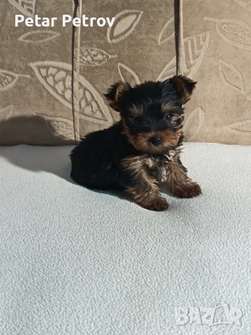 Йоркширски териер , снимка 6 - Йоркширски териер - 54063849