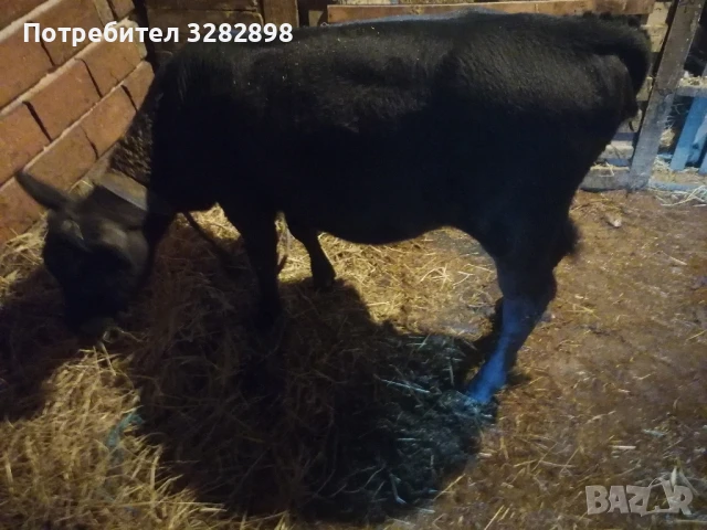 свободни телета и едно биволче 