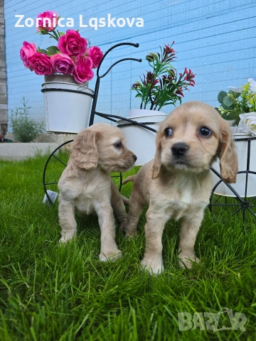 чистокръвни Кокер Шпаньоли