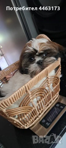 Кученца ши-тцу , снимка 1