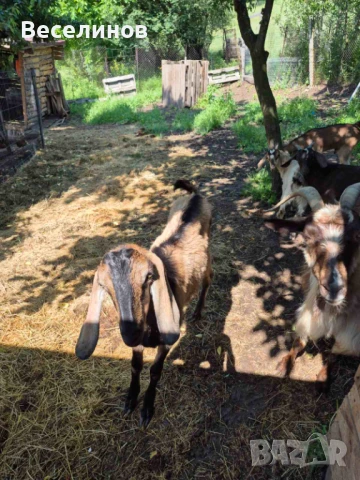 Продавам козлета, снимка 3 - Кози - 50629050