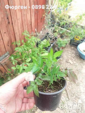 Розолистна малина Мяо Мяо( Rubus rosaefolius) И Ягодо малина (Астерик), снимка 6 - Разсади - 37605678