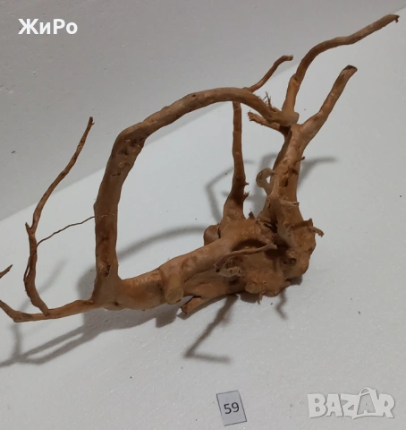 Корен от Азалия /декорация/ 59, снимка 3 - Други - 54102316