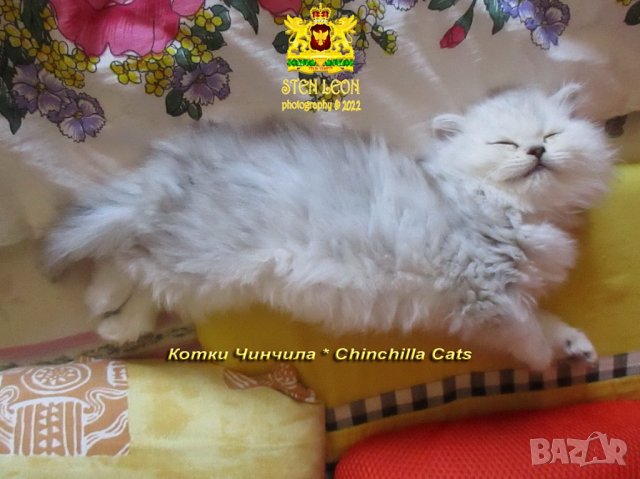 Котки Чинчила * Chinchilla Cats, безплатно посещение!, снимка 14 - Чинчили - 36915177