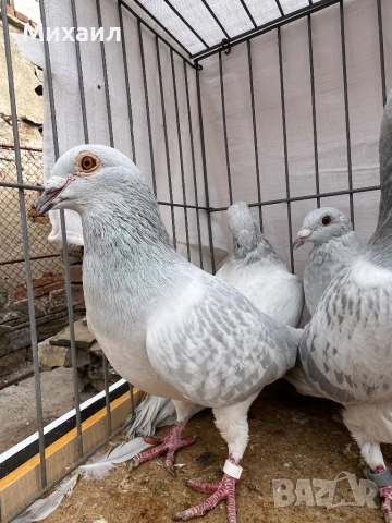 Пощенски Ардезио/ Опал, снимка 1