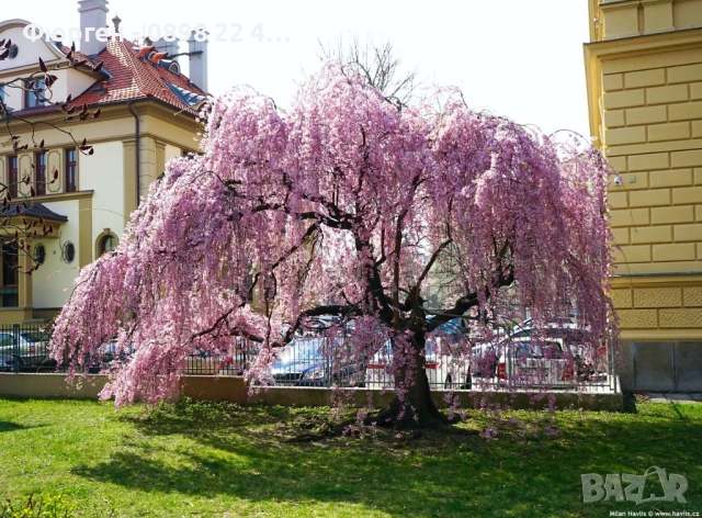 Плачеща японска вишна – Prunus ‘Pendula Rubra’, снимка 2 - Разсади - 54184959