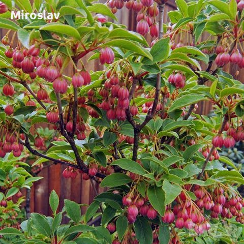 Енкиантус кампанулис/ enkianthus campanulatus, снимка 9 - Градински цветя и растения - 39927624