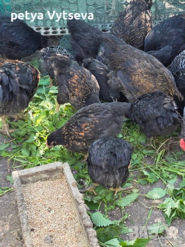 Продавам ярки и пилета, снимка 2 - Кокошки и пуйки - 54312704