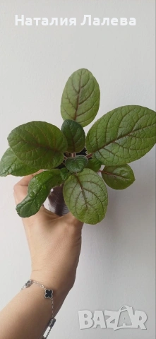 Синингия, Sinningia Summer Lyrics, снимка 4 - Стайни растения - 54188842