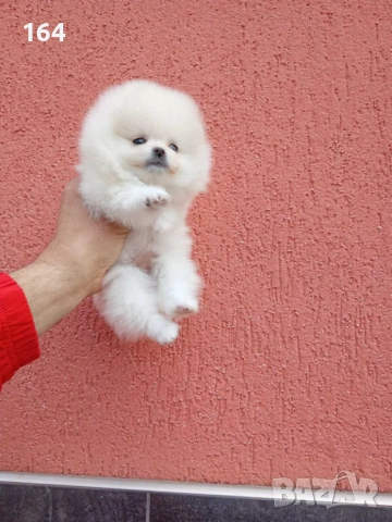 Женски мини Померан. Реални снимки от 09.04.26 г., снимка 6 - Померан - 54148037