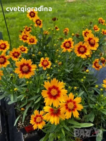 Coreopsis SunKiss (Кореопсис слънчева целувка), снимка 3 - Градински цветя и растения - 55817405