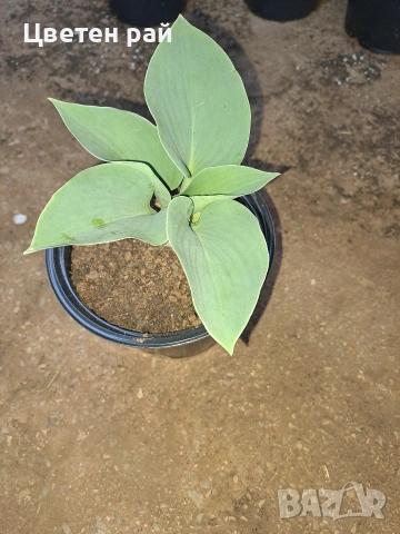 Два вида хоста , снимка 7 - Градински цветя и растения - 54323661