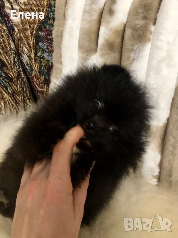 Померанчета, снимка 4 - Померан - 52484327