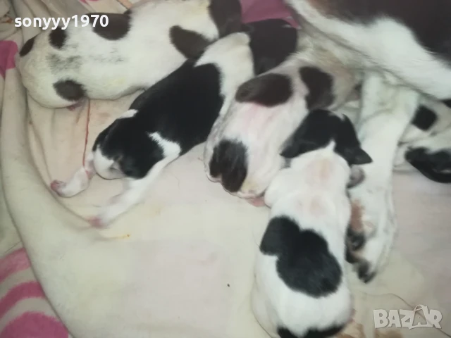 ДЖАК РЪСЕЛ БЕБЕТА-РОДЕНИ 11.08.25г 1208251833, снимка 14 - Джак ръсел териер - 51343492