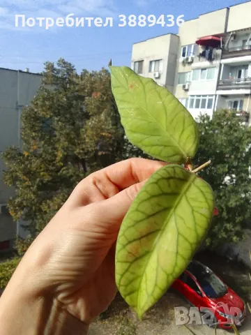 Hoya Meredithii Green, снимка 4 - Стайни растения - 47793675