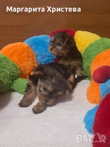 Йоркширски териер , снимка 7 - Йоркширски териер - 52850982