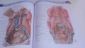 Атлас по анатомия - Atlas of Human Anatomy - Frank H. Netter, MD, 7-мо издание, снимка 12