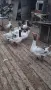 гъски   и   пуйки, снимка 2