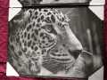 2 нови големи рамки картини със снимка на Гепард., снимка 3