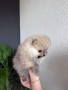 Мини померан , снимка 2