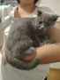 Британска котка, снимка 2