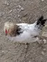 Ярки на 6 месеца и пилета на 3 месеца , снимка 4