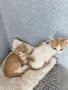 Подаряваме котенца, снимка 2