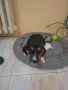 Подарявам уникален сладур, снимка 2