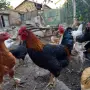 Петли и Кокошки, снимка 3