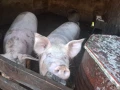 🐷 Продавам бели прасета (прасенца) 🐖 мъжки скопени – 100 кг. гр. Кнежа - 1 свободно, снимка 2