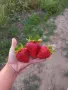 Предлагам разсад ягоди сорт Априка, снимка 1