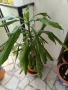 Драцена с 10 стебла, снимка 2