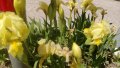 Продавам цветя Ириси, ниски, жълти и тъмно сини, снимка 2