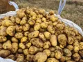 Продавам картофи, снимка 6