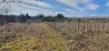 Продавам празен парцел в с. Неговановци обл. Видин, снимка 2