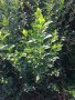 Зелен лигуструм  разклонен ,подрязван перфектен на гол корен- 070 см, снимка 8