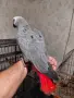 Бебета кралско жако, снимка 2
