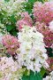 Хортензия Розовата Лейди за супер слънце, Hydrangea Paniculata 'Pink Lady', снимка 3