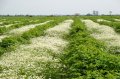 Билкова Вода и Масло от Роза Лавандула Лайка Безсмъртник Маточина Бял Равнец, снимка 4