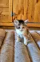 Продавам сибирски котенца , снимка 8