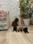 ТОП Мини Пудел , снимка 2