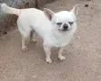 Кученца чихуахуа, снимка 5