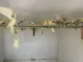 Корели и други птици, снимка 2
