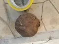СТАРО АНТИЧНО ГЮЛЕ 1/2 1908261059, снимка 7